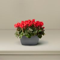 plant-collection-menu-logo