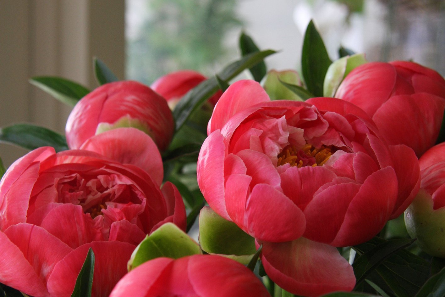 Coral Sunset Peonies.