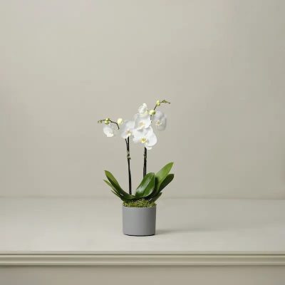 The Livingstone Medium Orchid Plant