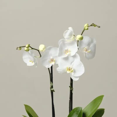 The Livingstone Medium Orchid Plant - Image 2
