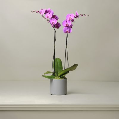 The Kingsley Large Orchid Plant