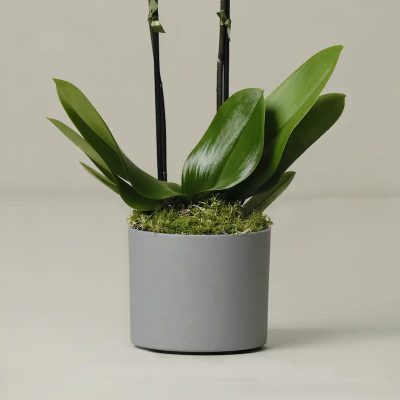 The Livingstone Medium Orchid Plant - Image 3