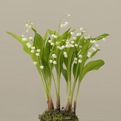 The Du Maurier Small Lily Of The Valley Plant - Image 2