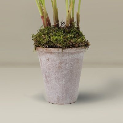 The Du Maurier Small Lily Of The Valley Plant - Image 3