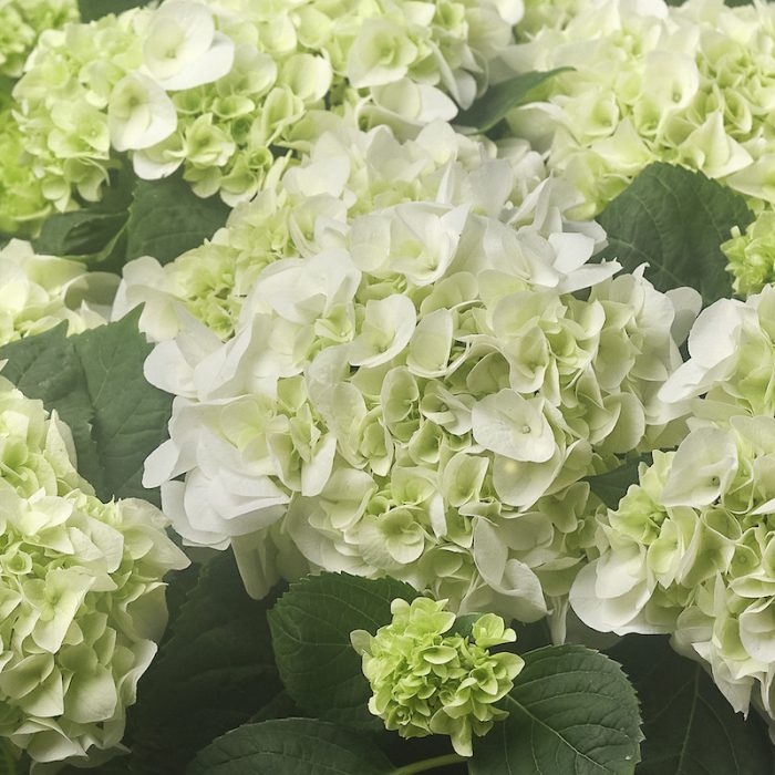 Plants Paul Thomas Flowers