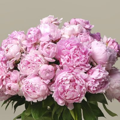 Candy Floss British Peonies - Image 2