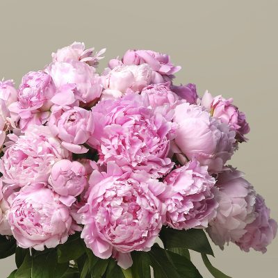 Candy Floss British Peonies - Image 3