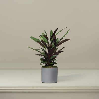 The Shackleton Calathea Plant
