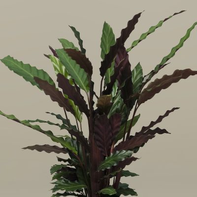 The Shackleton Calathea Plant - Image 2