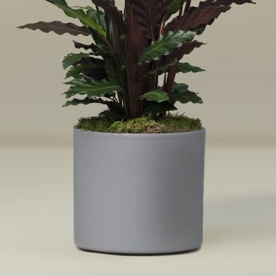 The Shackleton Calathea Plant - Image 3