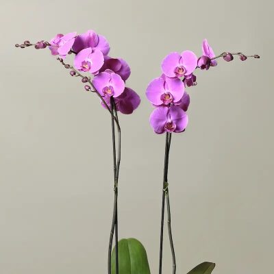 The Kingsley Large Orchid Plant - Image 2