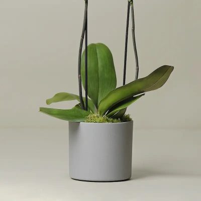 The Kingsley Large Orchid Plant - Image 3
