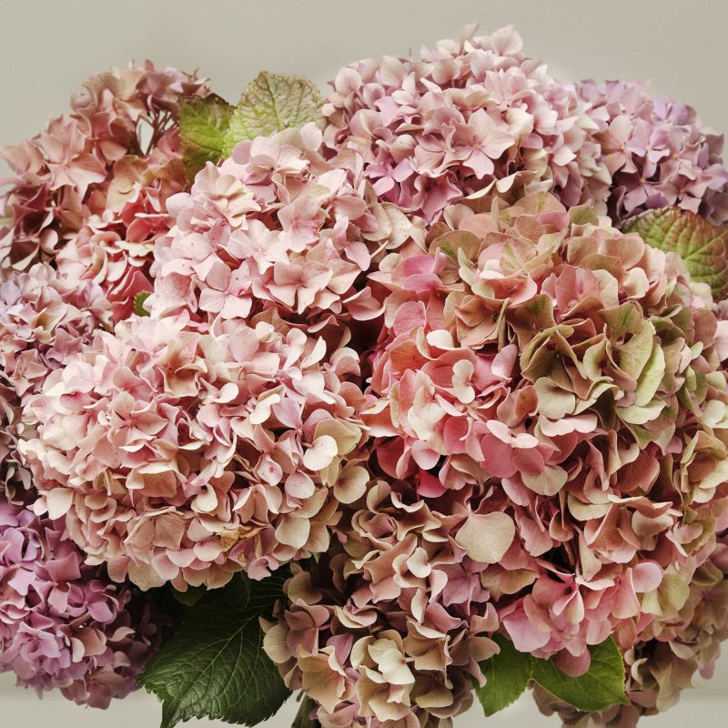 Harvest Festival British Hydrangeas - Image 2