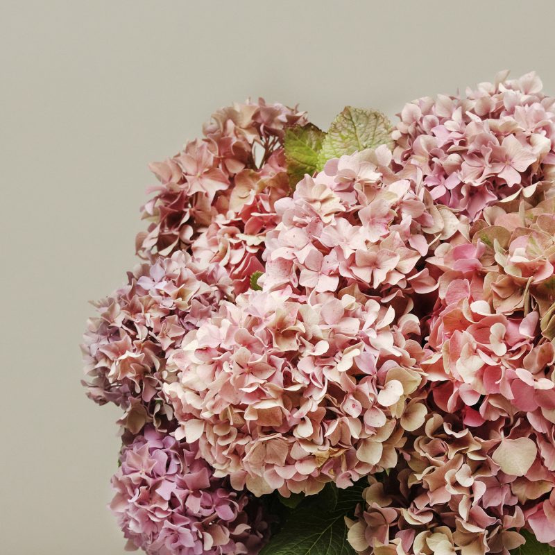 Harvest Festival British Hydrangeas - Image 3