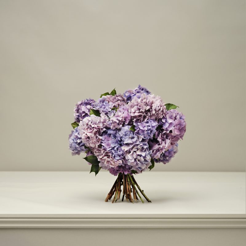 Plum Pudding British Hydrangeas