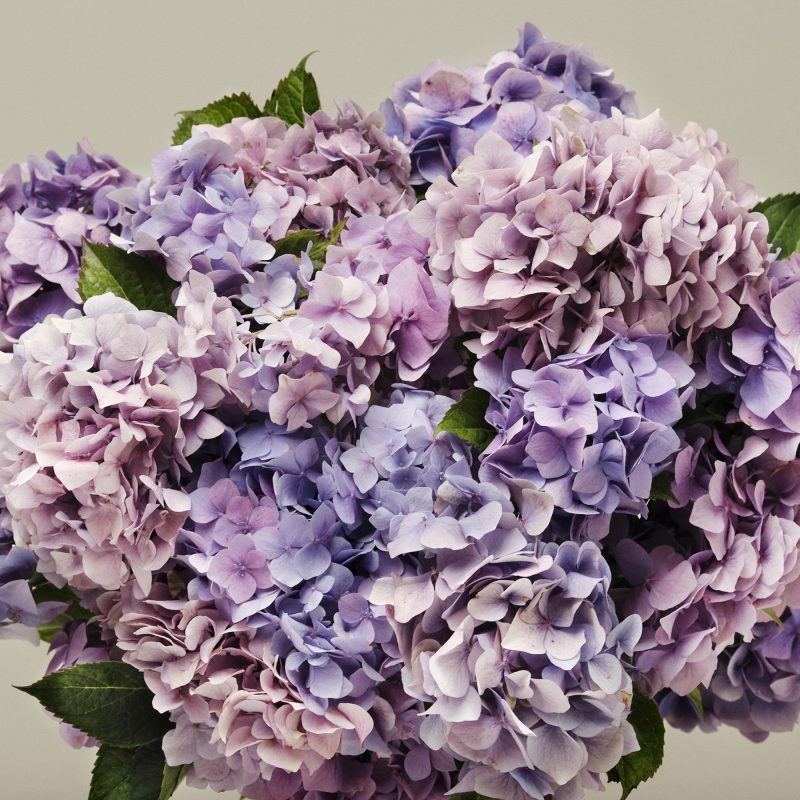 Plum Pudding British Hydrangeas - Image 2