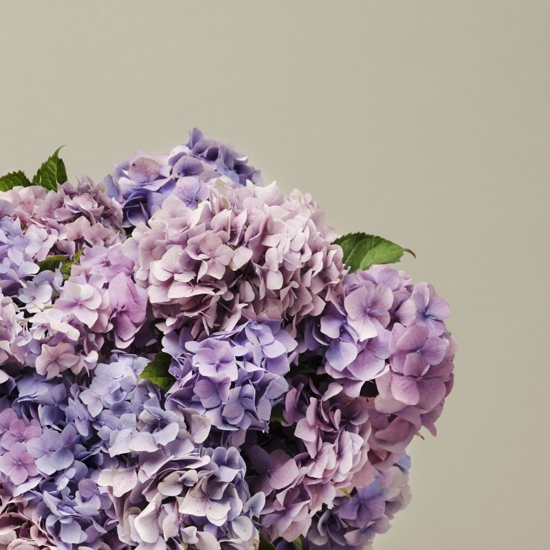 Plum Pudding British Hydrangeas - Image 3