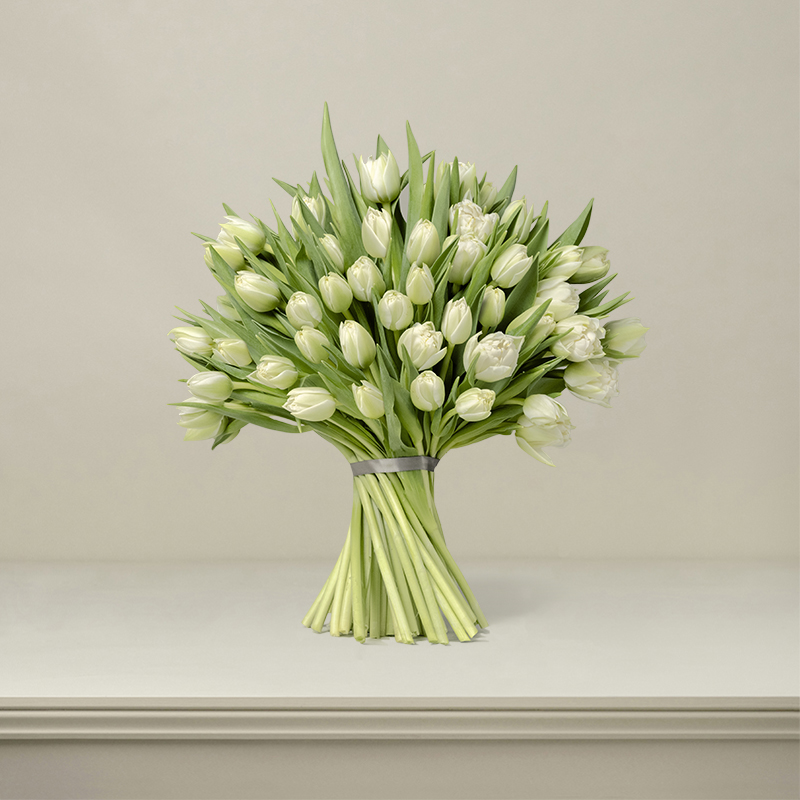 British White Tulips