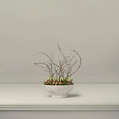 Bridal Crown Narcissus Planter