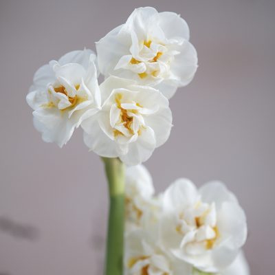 Bridal Crown Narcissus Planter - Image 2