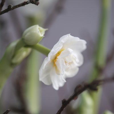 Bridal Crown Narcissus Planter - Image 3