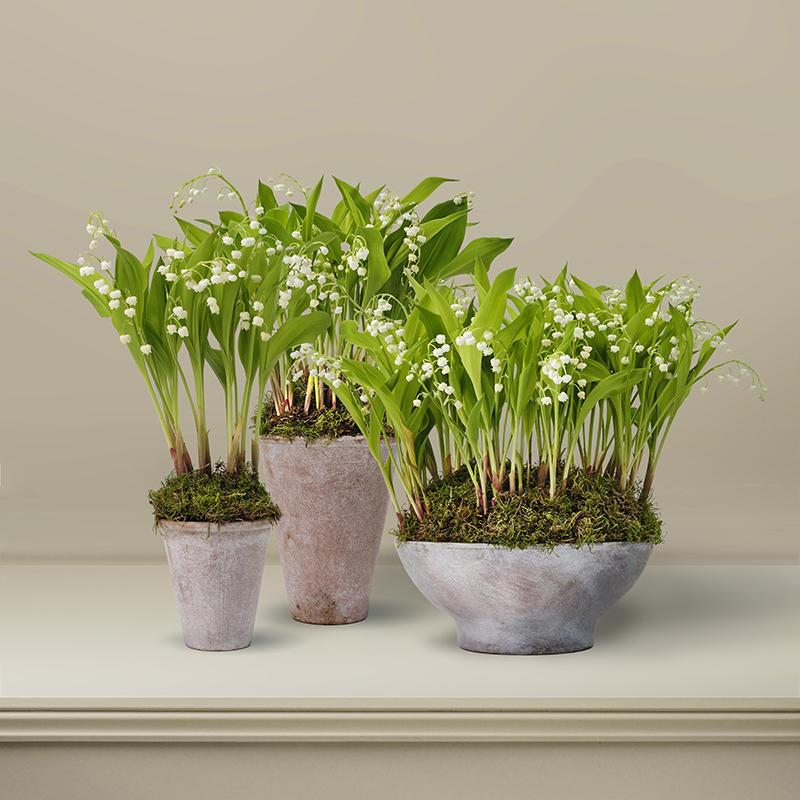 The Du Maurier Lily Of The Valley Plant Collection