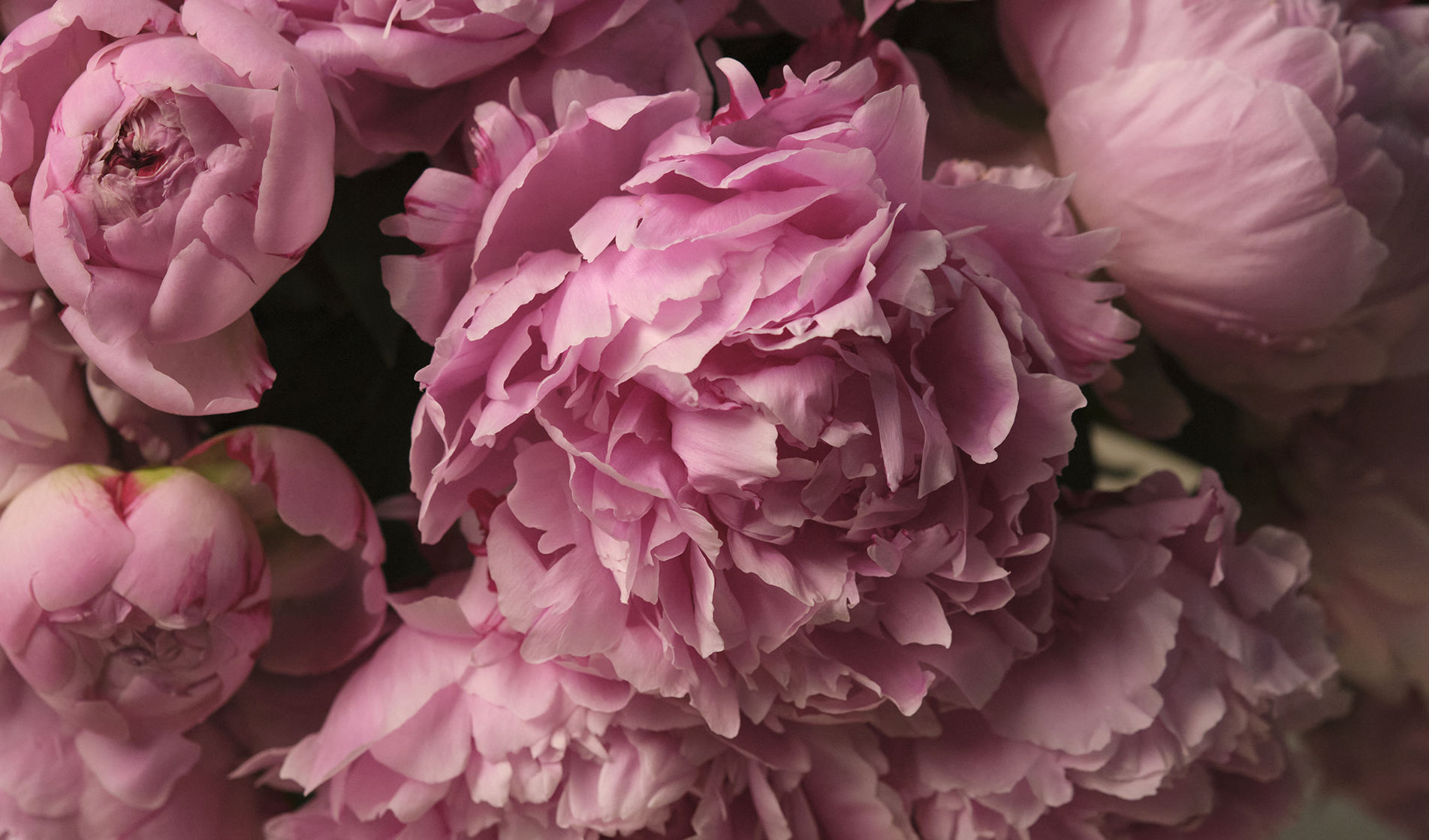 The Summer Collection